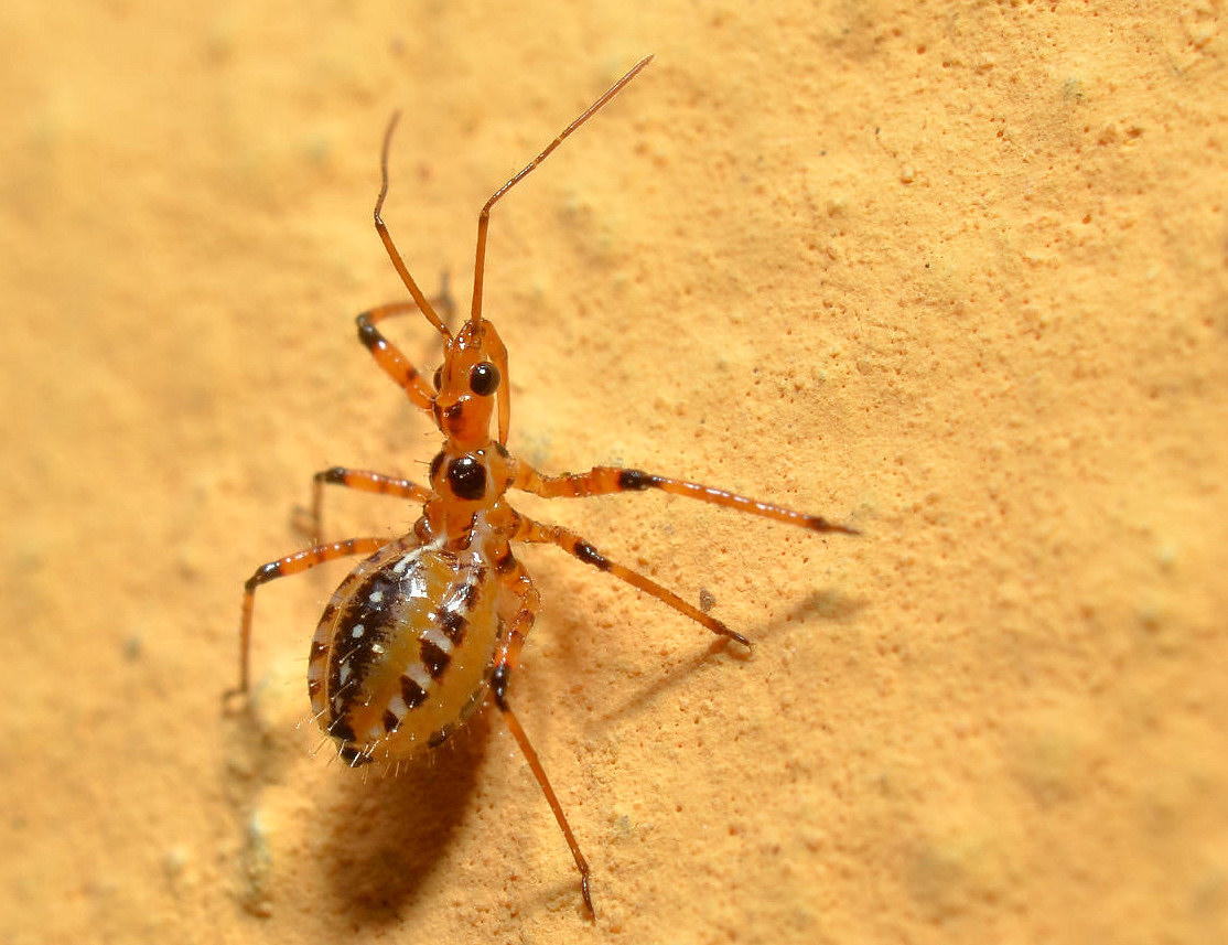 Rhynocoris bipustulatus?