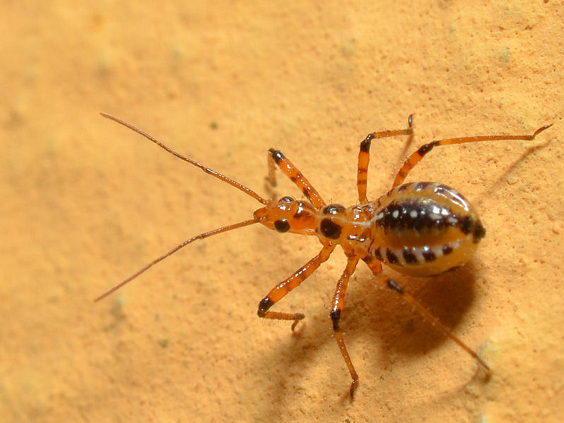 Rhynocoris bipustulatus?