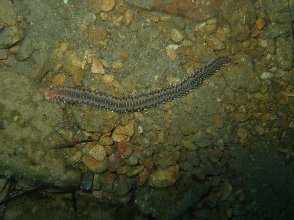 Hermodice carunculata