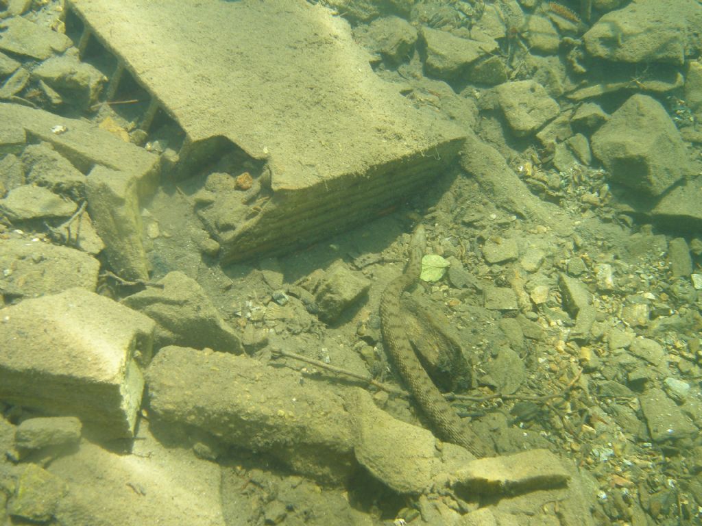 Natrix tessellata