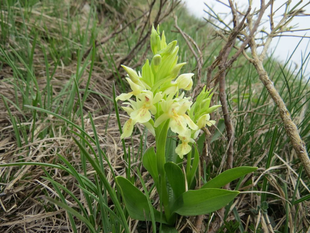 Dactylorhiza sambucina