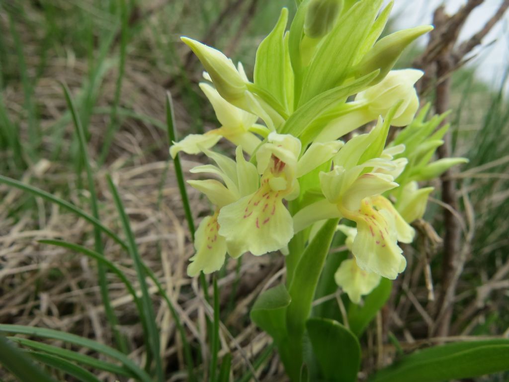 Dactylorhiza sambucina