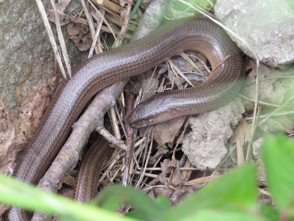 Lago di levico: Anguis fragilis