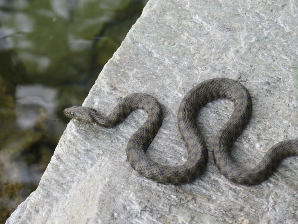 Natrix tessellata