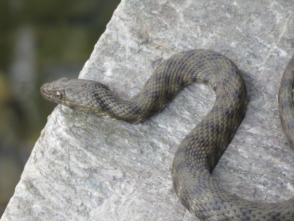 Natrix tessellata