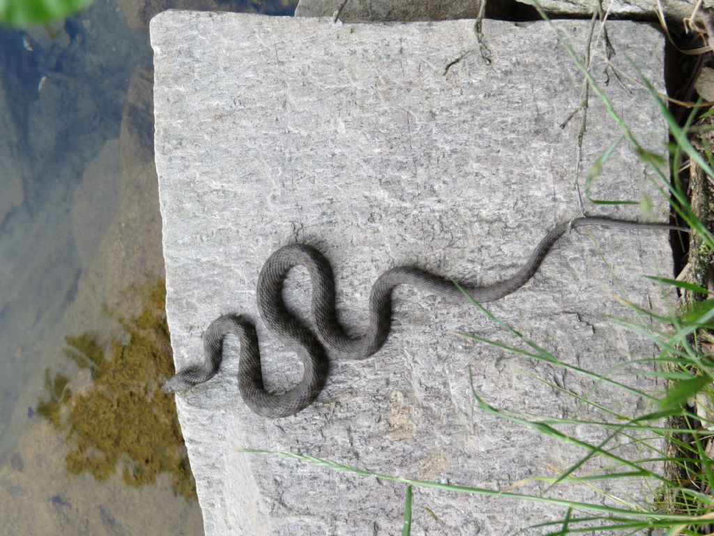 Natrix tessellata