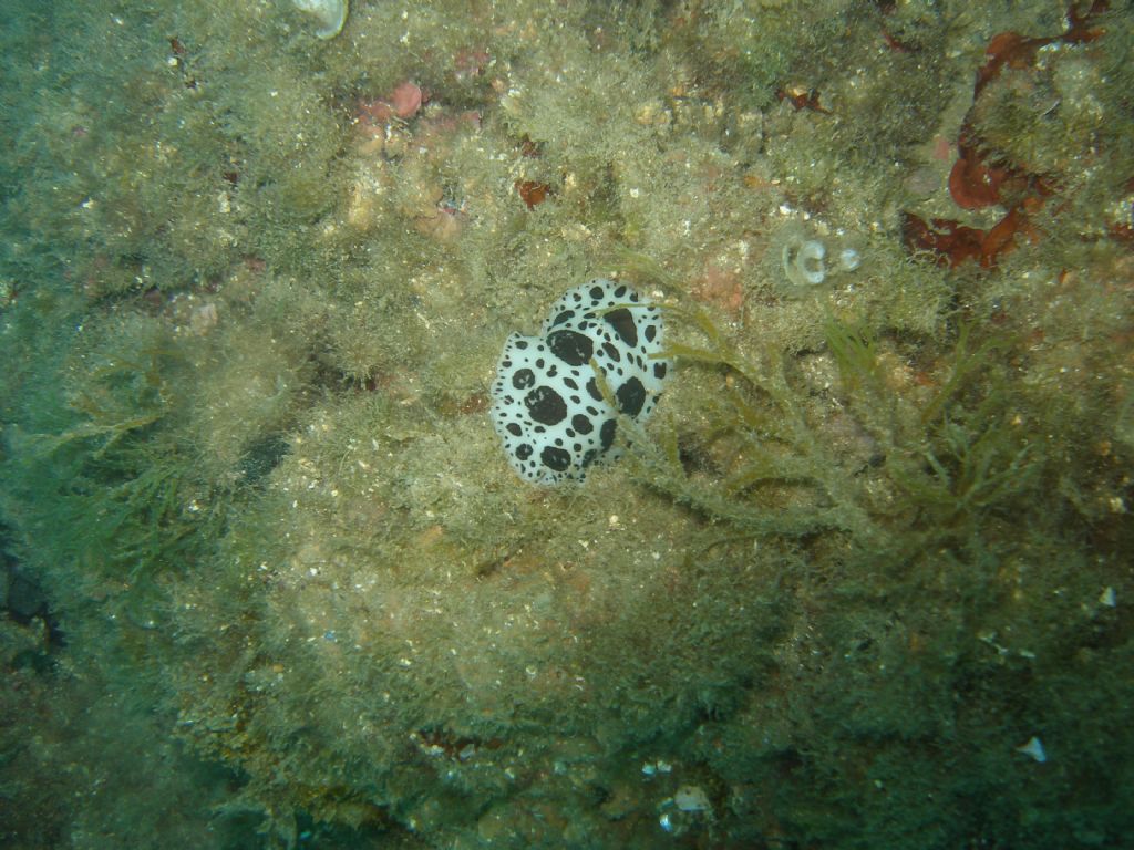 Peltodoris atromaculata da Paraggi di S. Maria Ligure