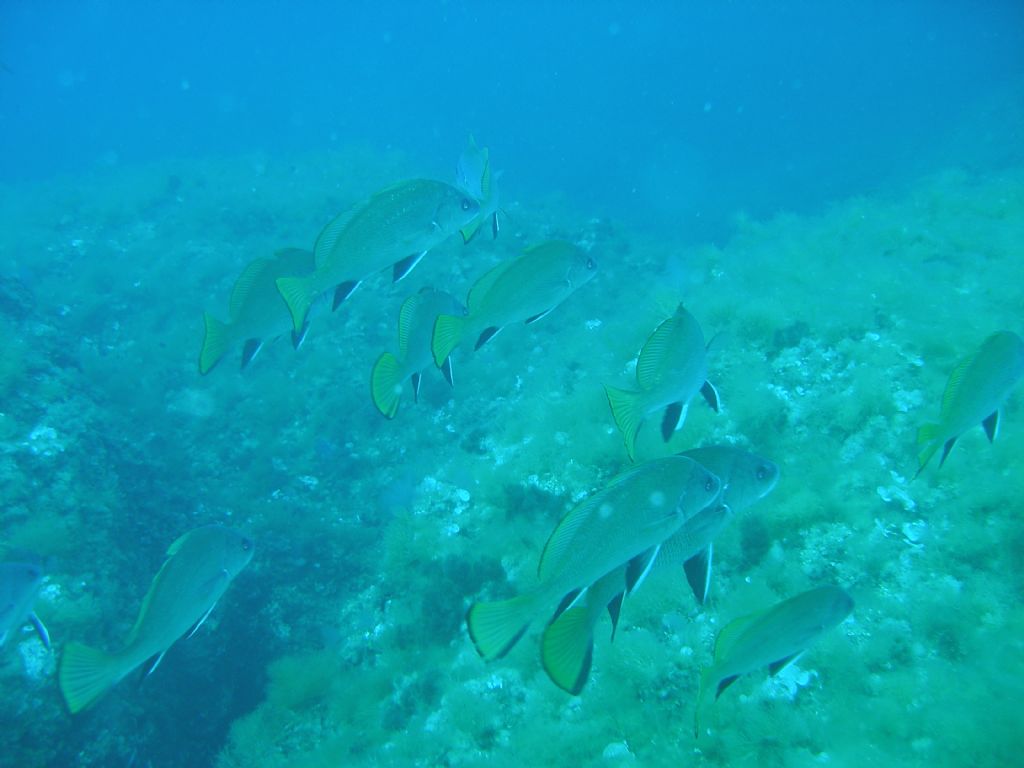 Corvina (Sciaena umbra) da Camogli (GE)