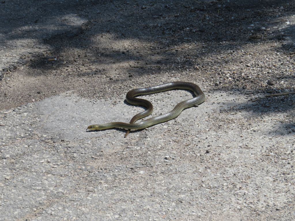 Zamenis longissimus trentino