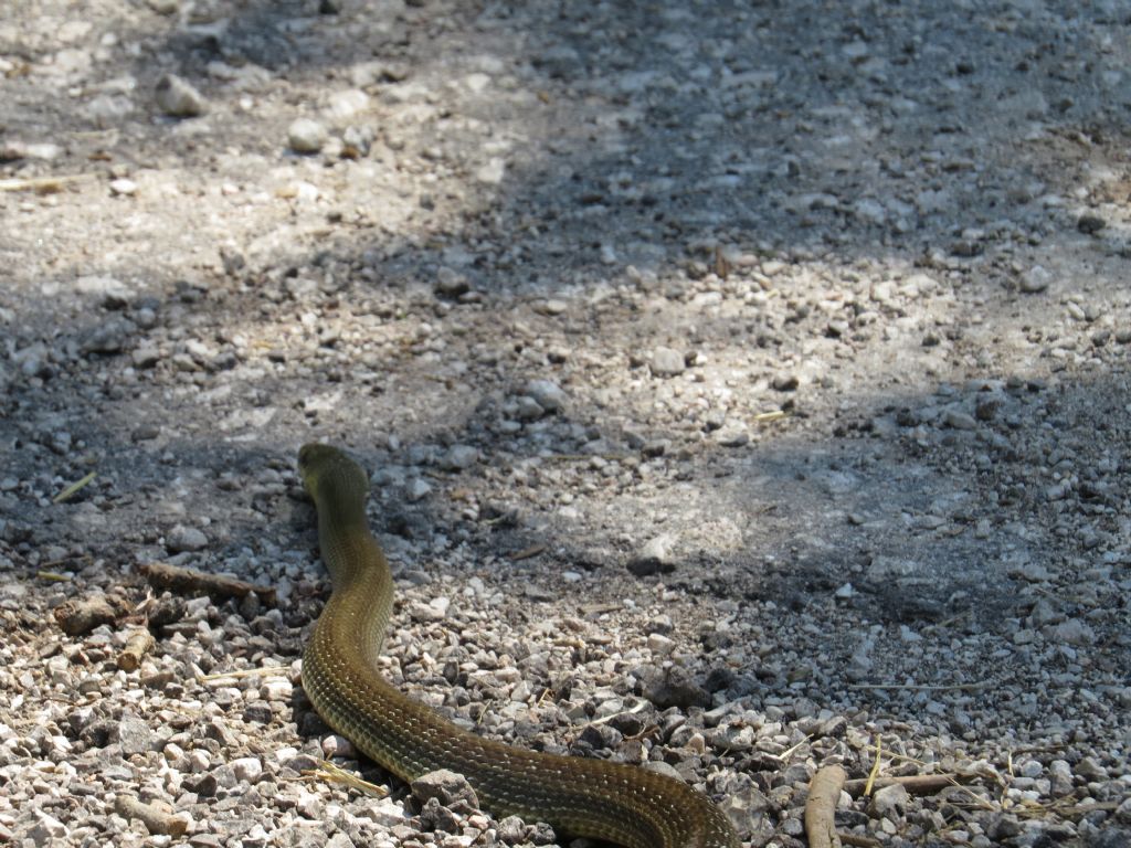 Zamenis longissimus trentino