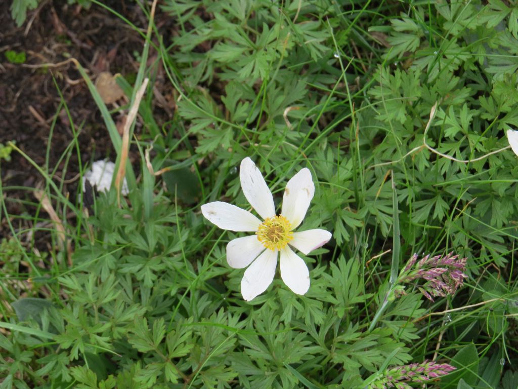 Pulsatilla alpina