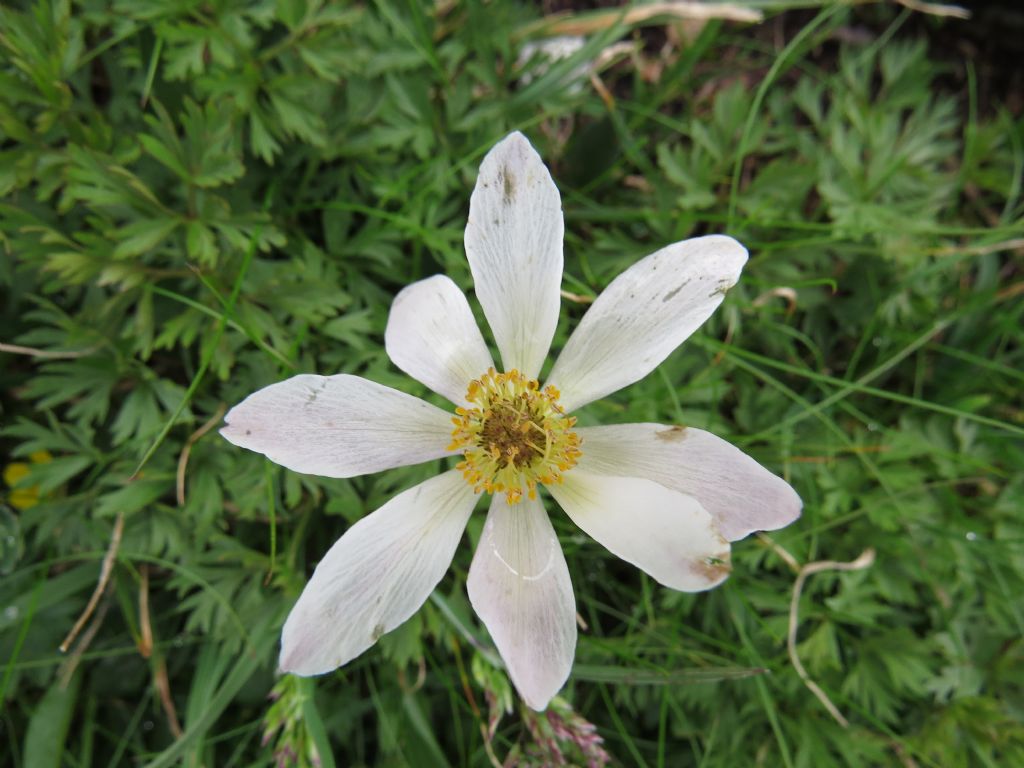 Pulsatilla alpina