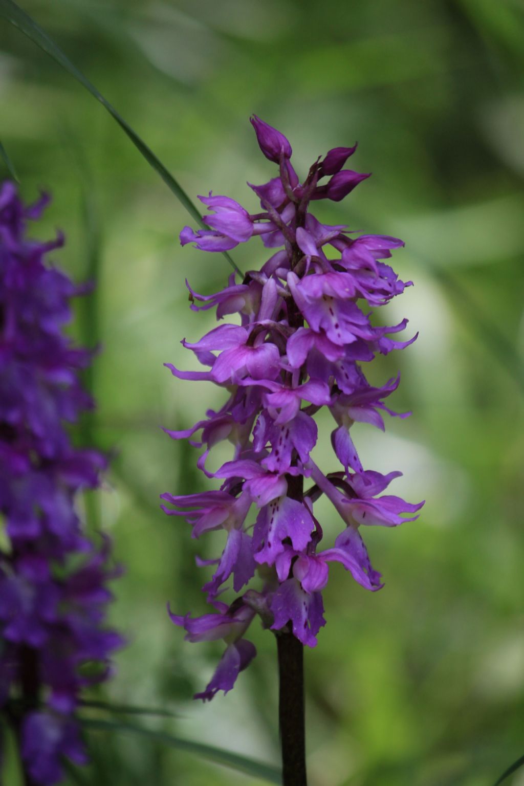 Orchis mascula