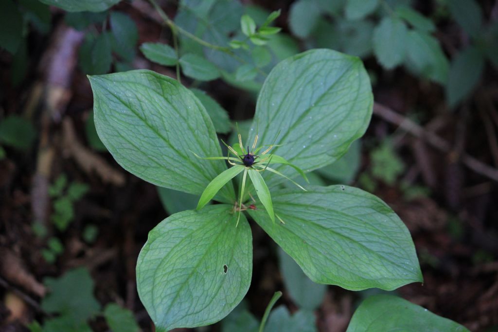 Paris quadrifolia