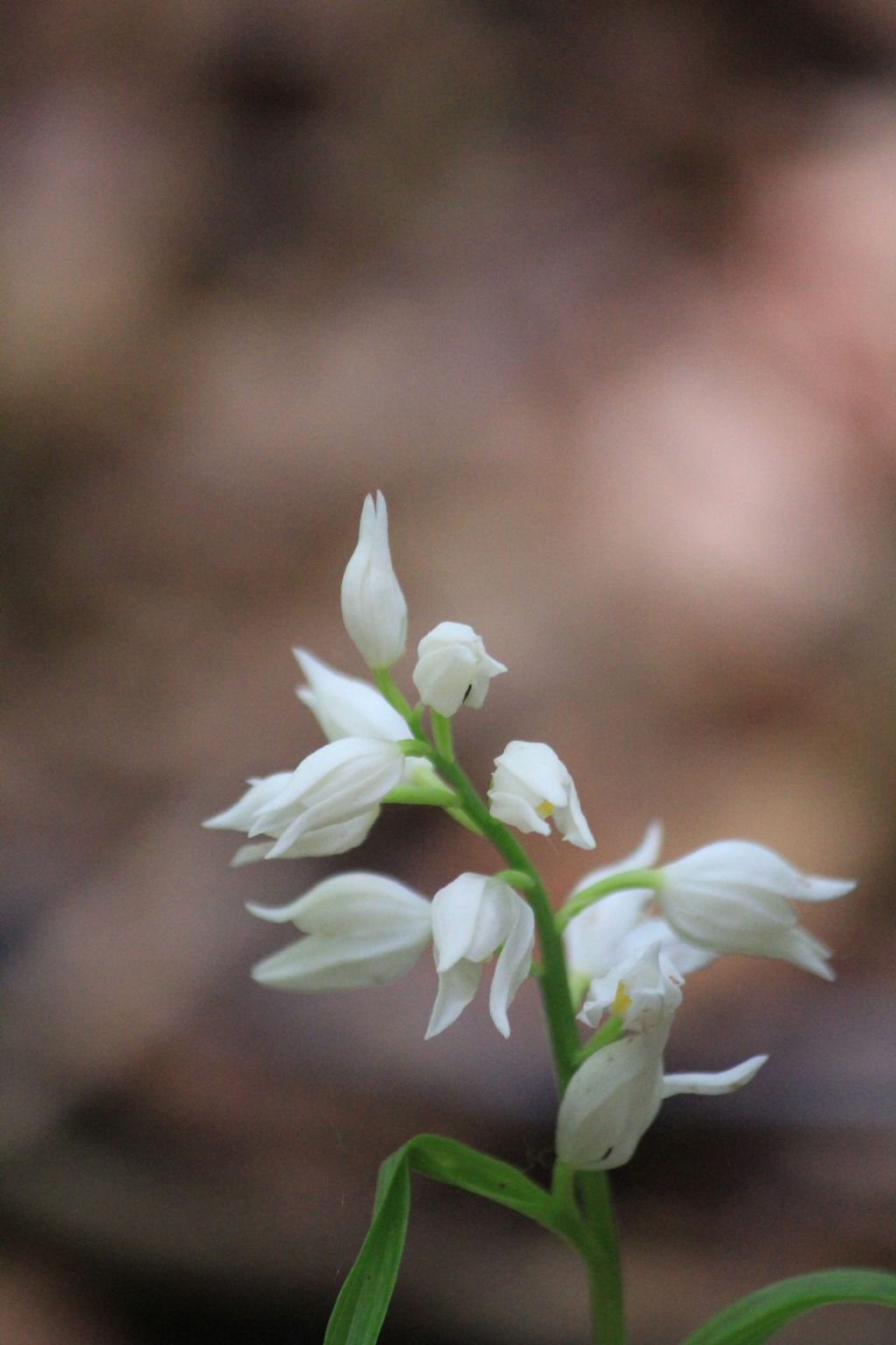 Cephalanthera longifolia