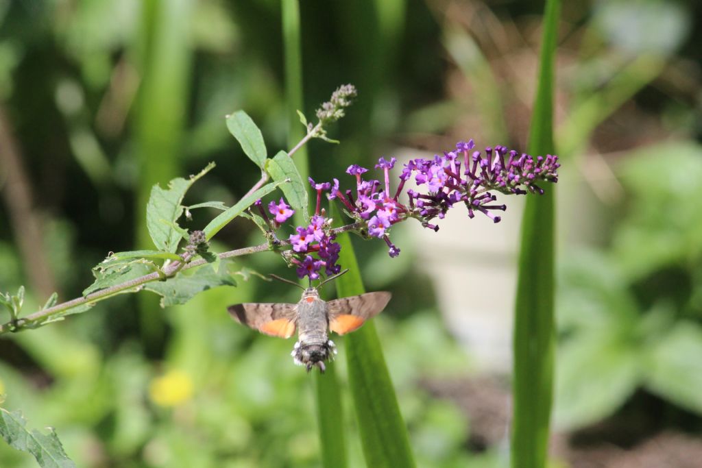 Macroglossum stellatarum (Sphingidae)