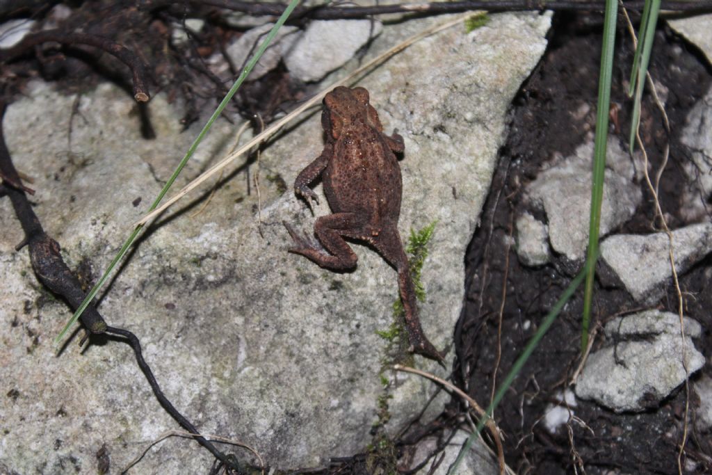 Identificazione - Bufo bufo