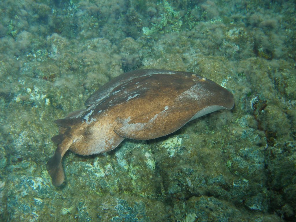 Torpedo marmorata dalla Maddalena