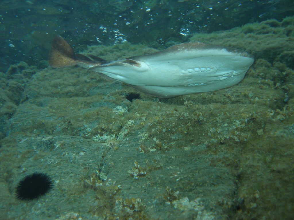 Torpedo marmorata dalla Maddalena