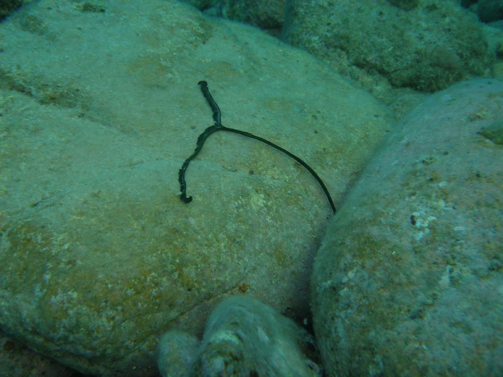 Bonellia viridis dalla Sardegna