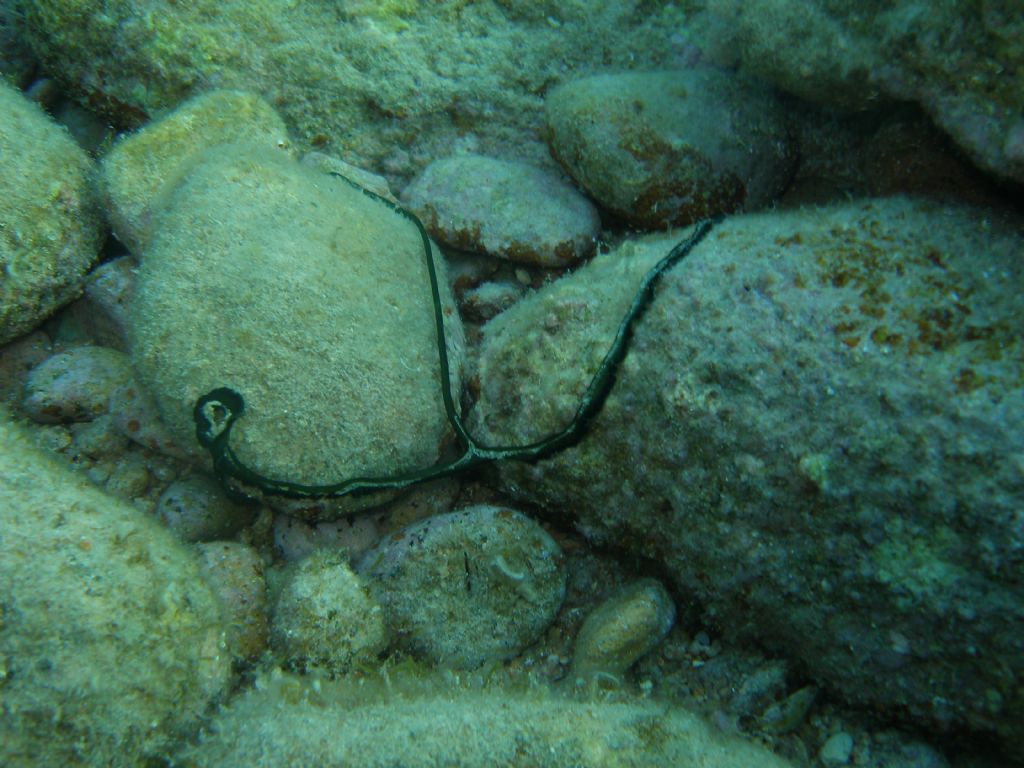 Bonellia viridis dalla Sardegna