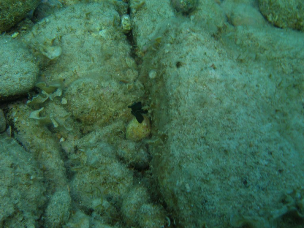 Bonellia viridis dalla Sardegna