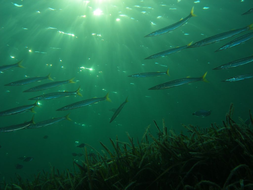 Sphyraena viridensis da Alghero