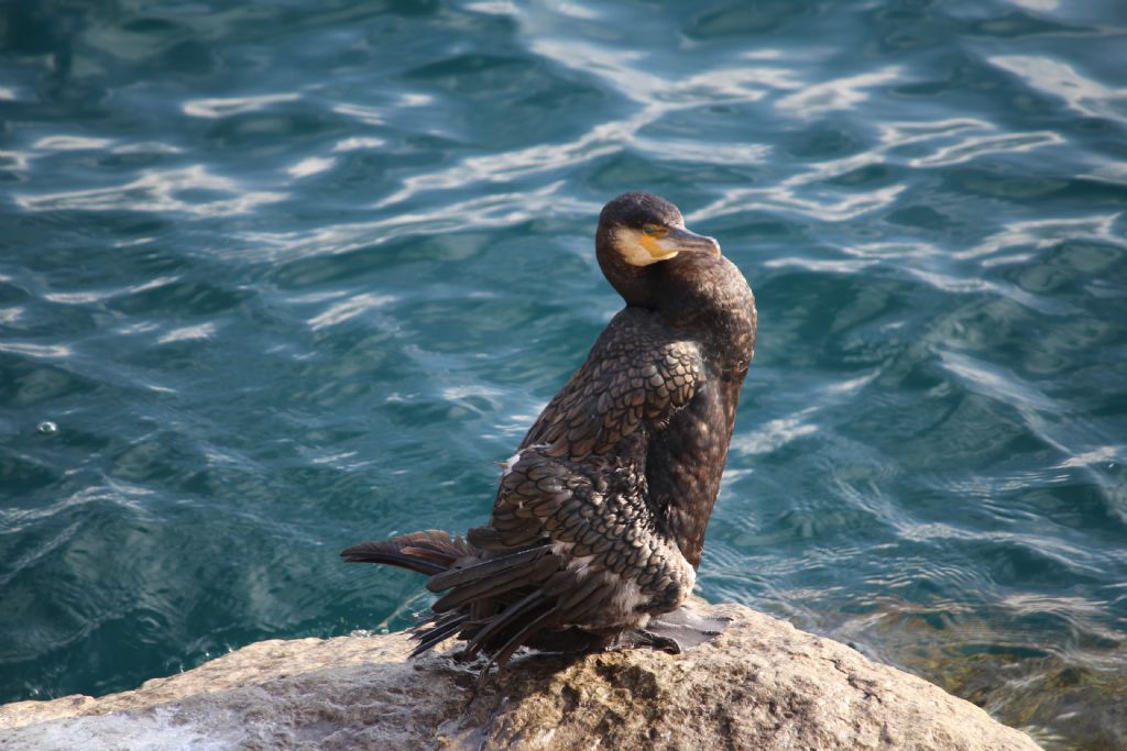 Cormorano