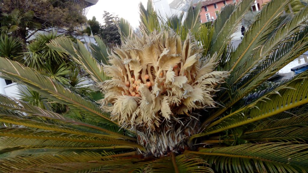 Cycas revoluta  (Cycadaceae)