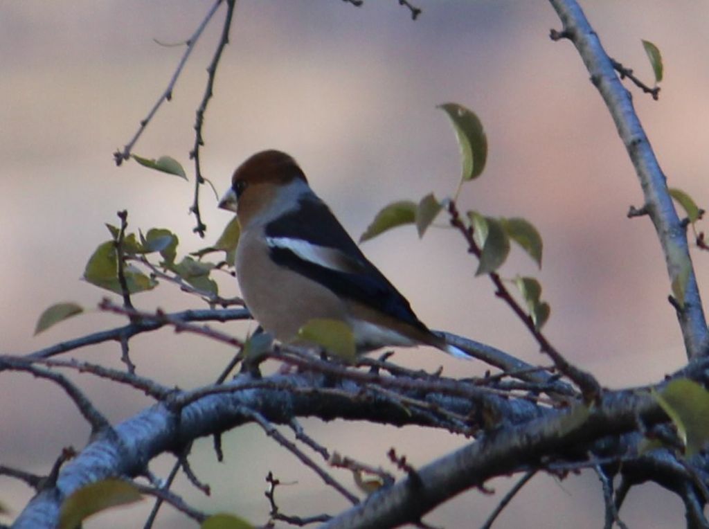 Frosone (Coccothraustes coccothraustes)