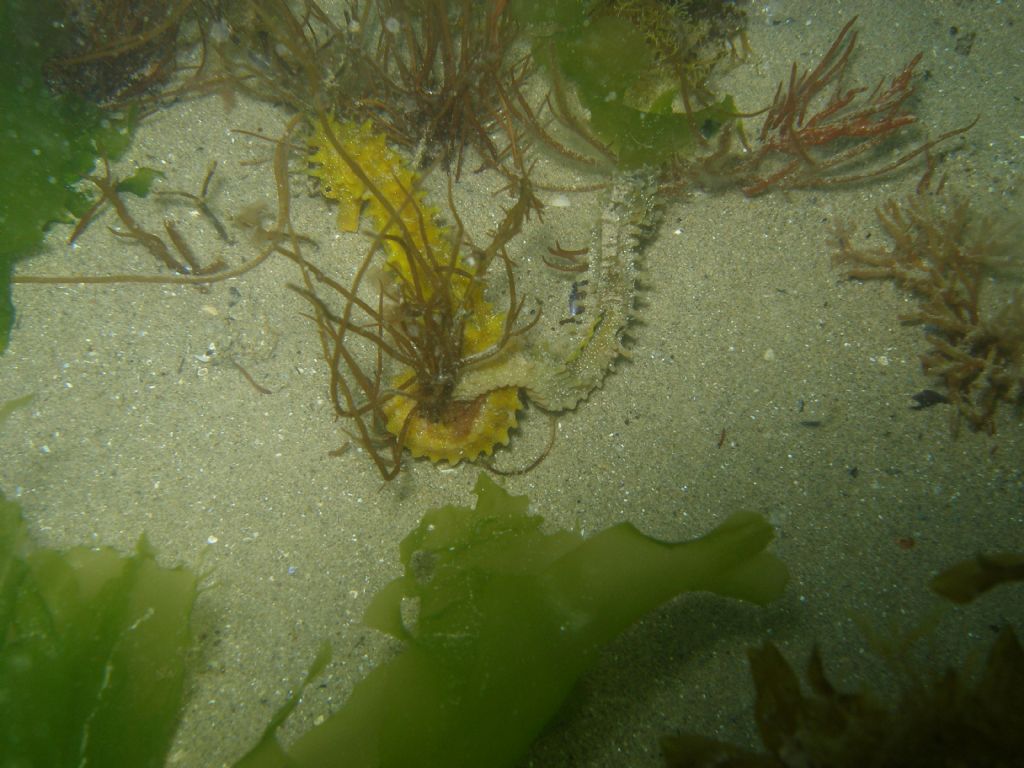 Hippocampus guttulatus a Punta Sabbioni