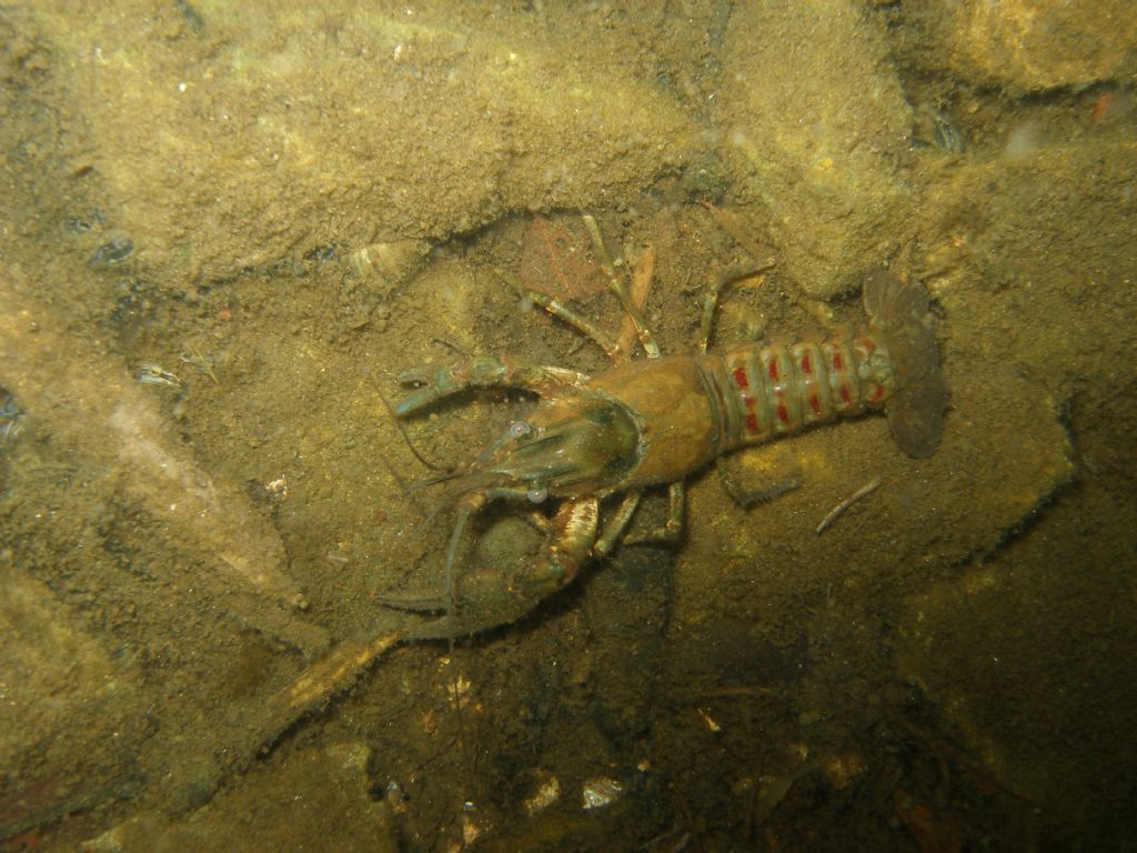 Orconectes limosus, Levico (TN)