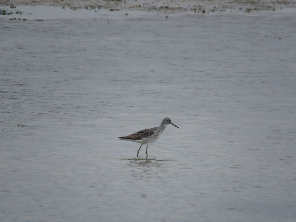 Pantana (Tringa nebularia)