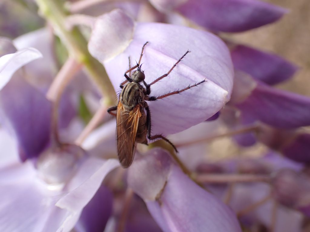 Empis sp. femmina (Empididae)