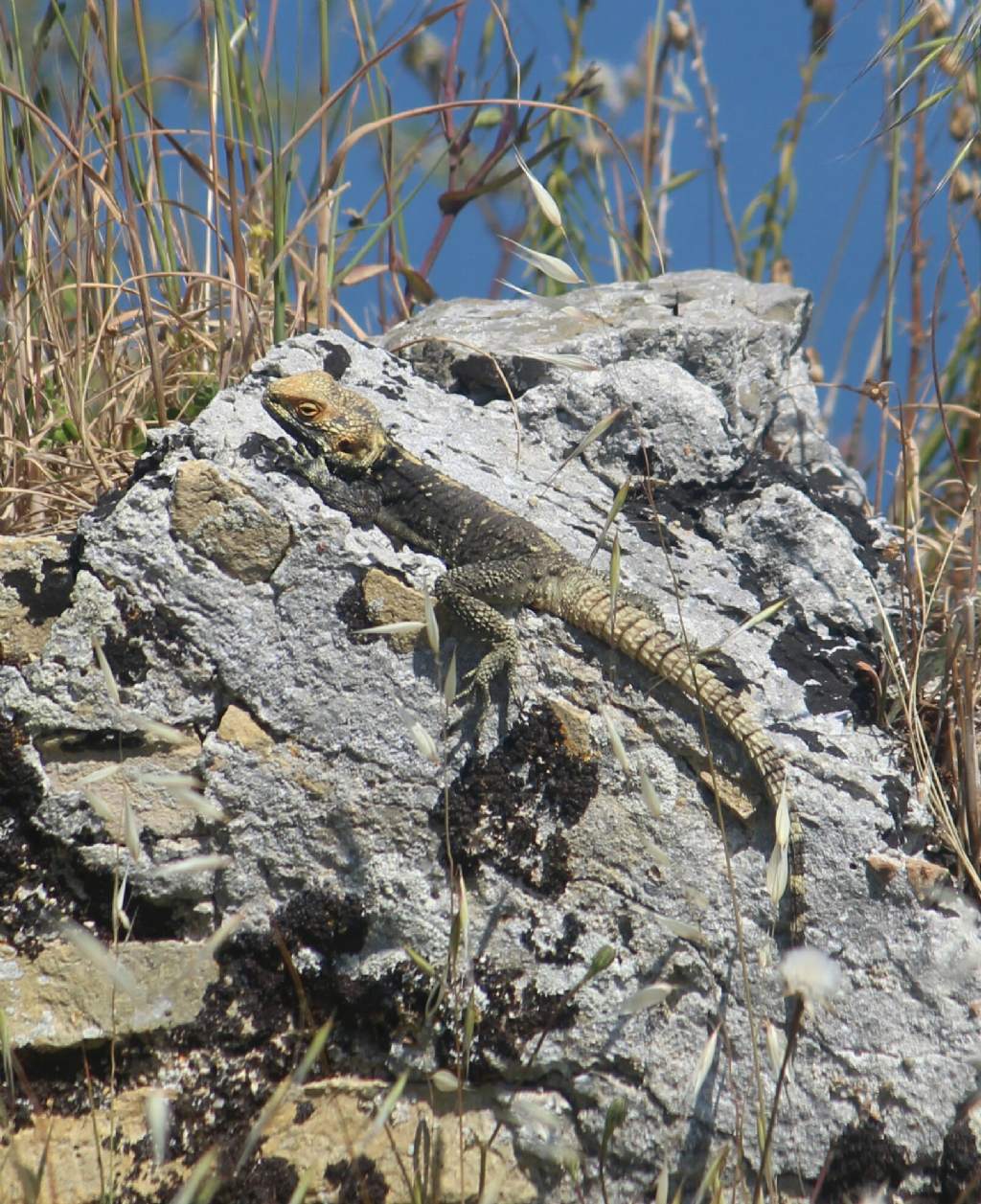 Identificazione - Stellagama stellio (Corf, Grecia)