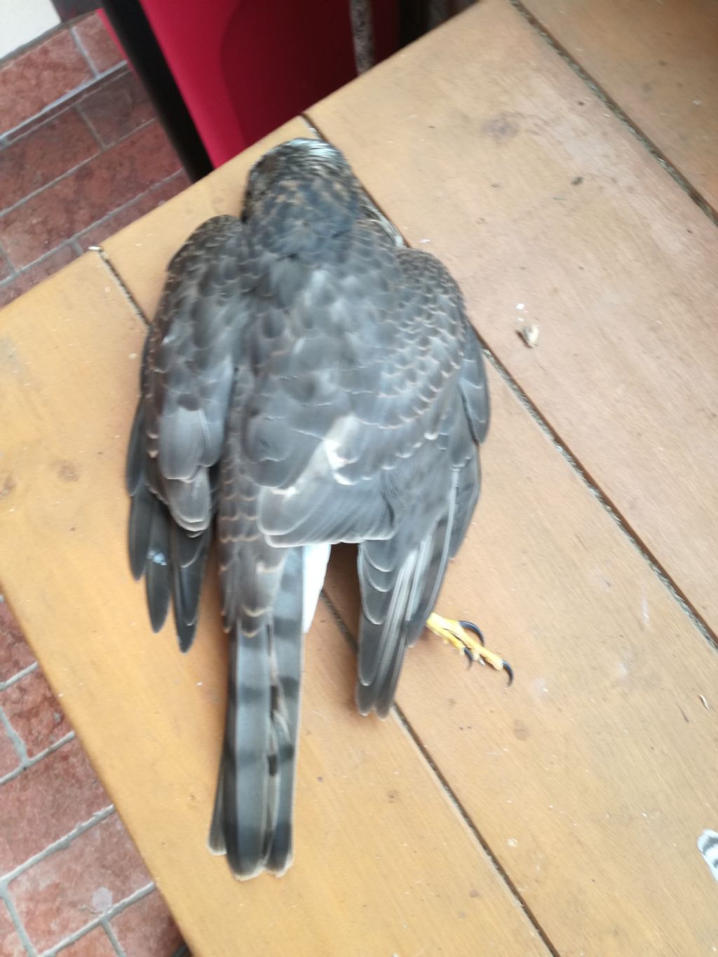 Sparviere o astore?   Sparviere (Accipiter nisus)