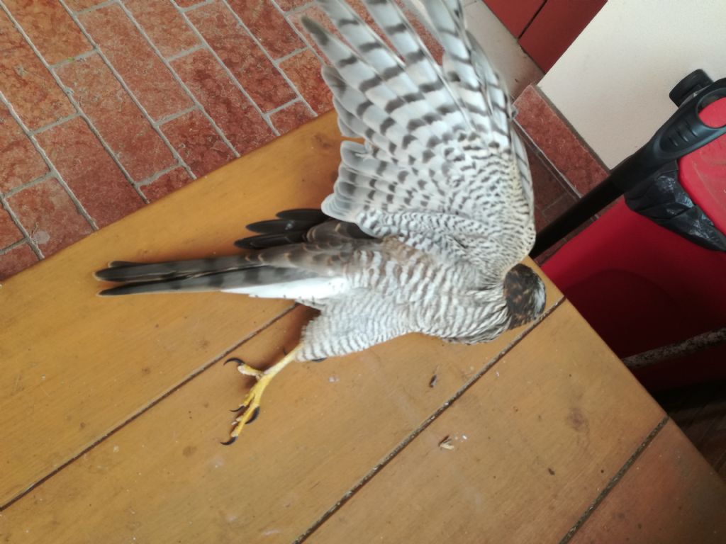 Sparviere o astore?   Sparviere (Accipiter nisus)