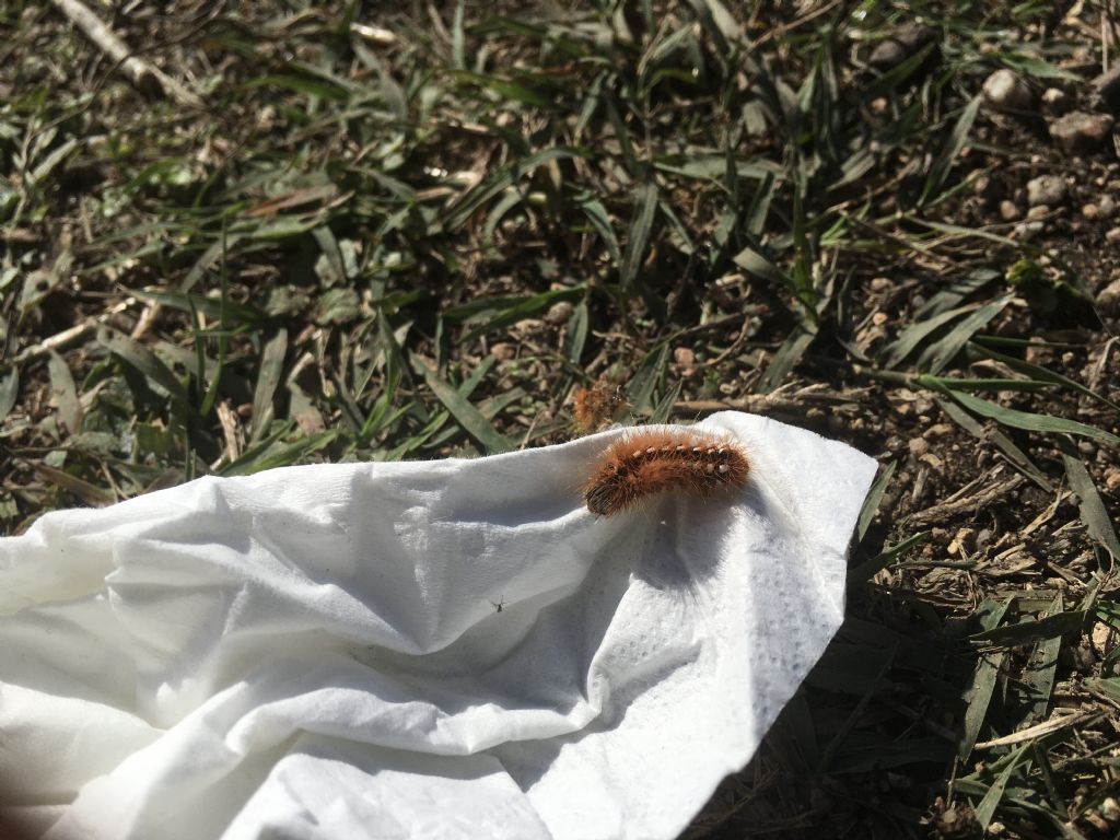 Acronicta (Viminia) rumicis - Noctuidae