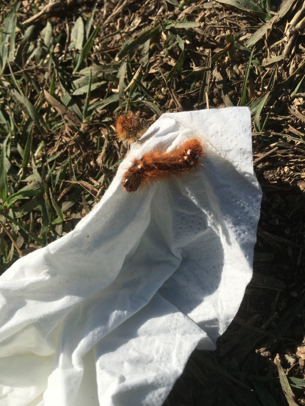 Acronicta (Viminia) rumicis - Noctuidae