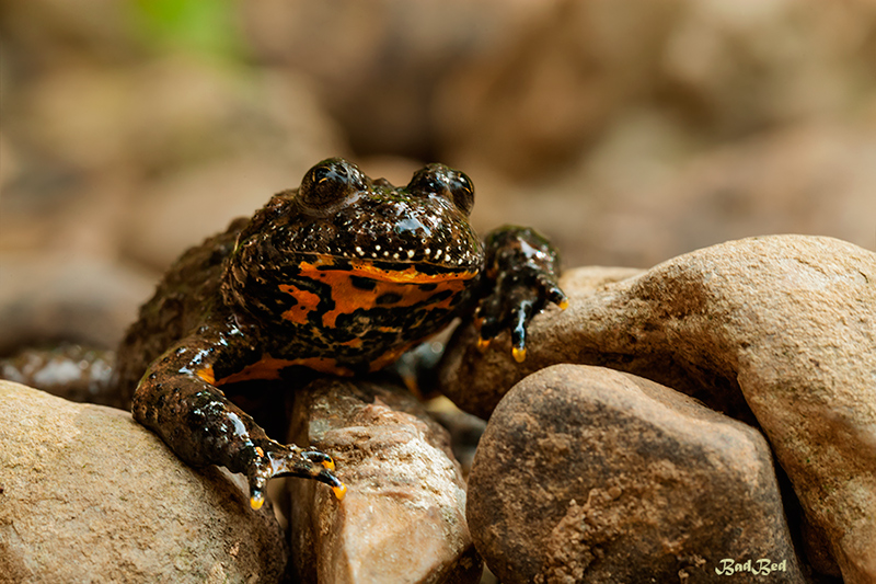 Bombina variegata subsp variegata