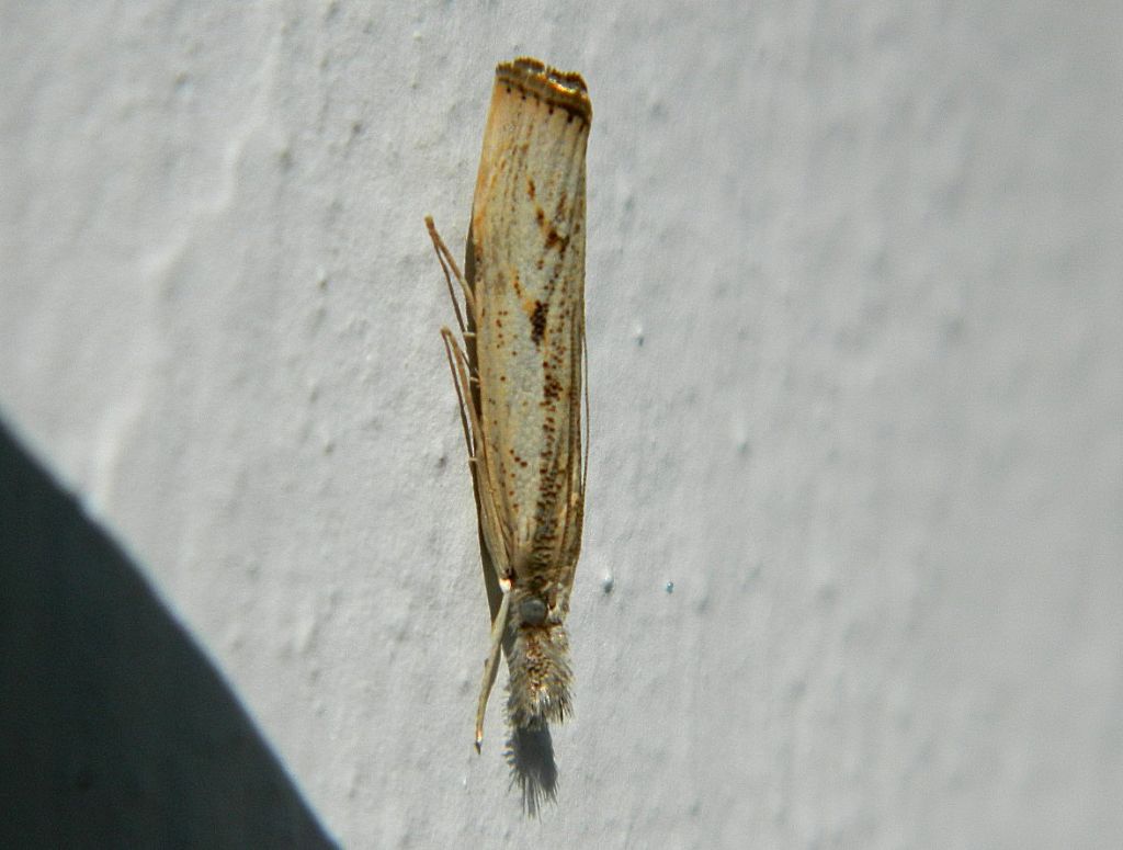 Agriphila ?