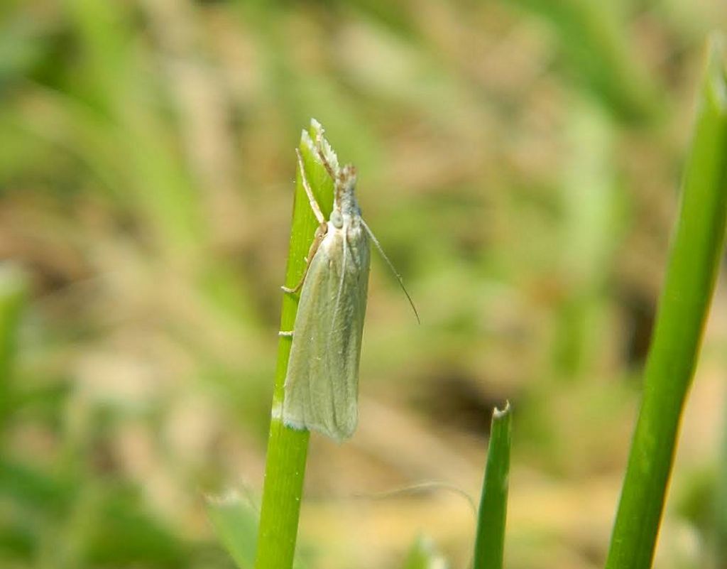 Ancora crambidae da id