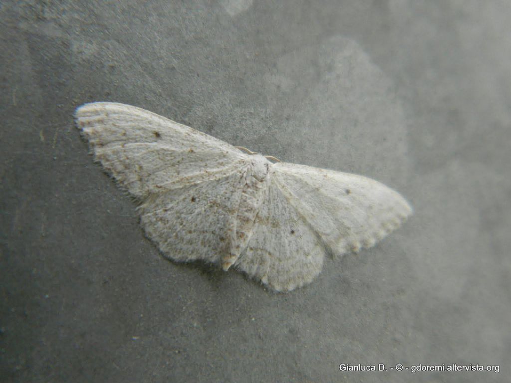 Idaea straminata ?