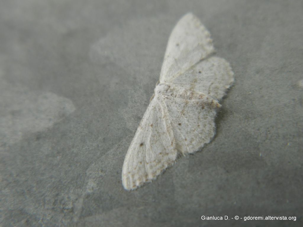 Idaea straminata ?