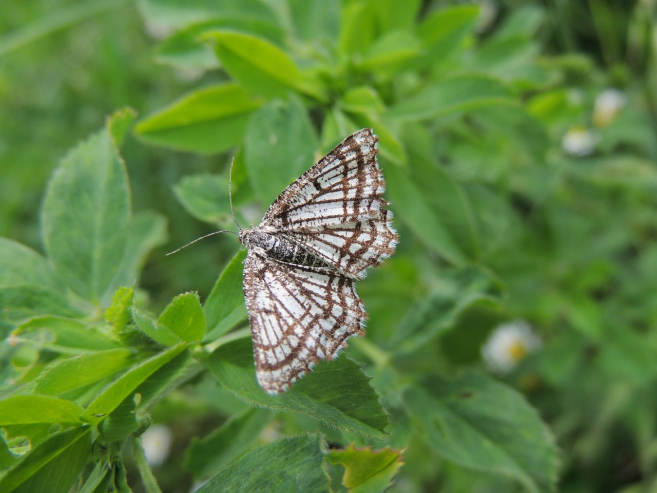 identificazione falena -001