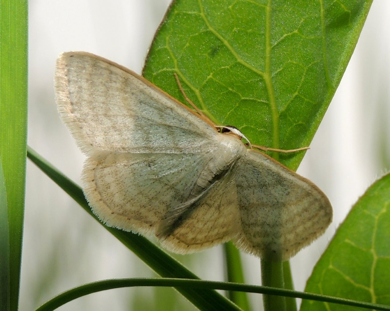 conferma ID -  Idaea subsericeata