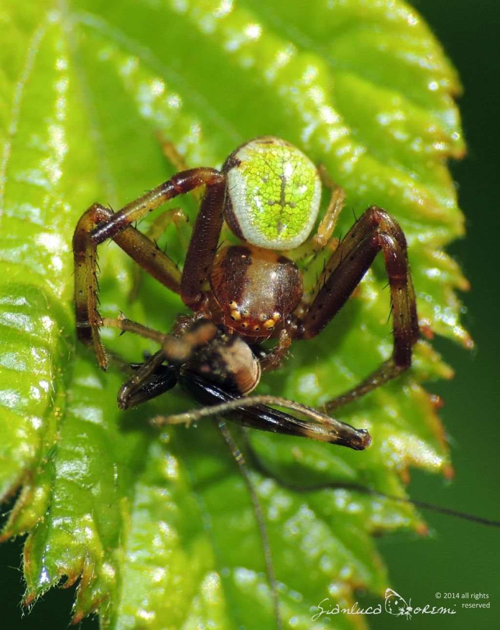 maschio di Ebrechtella tricuspidata - Aprilia Marittima (UD)