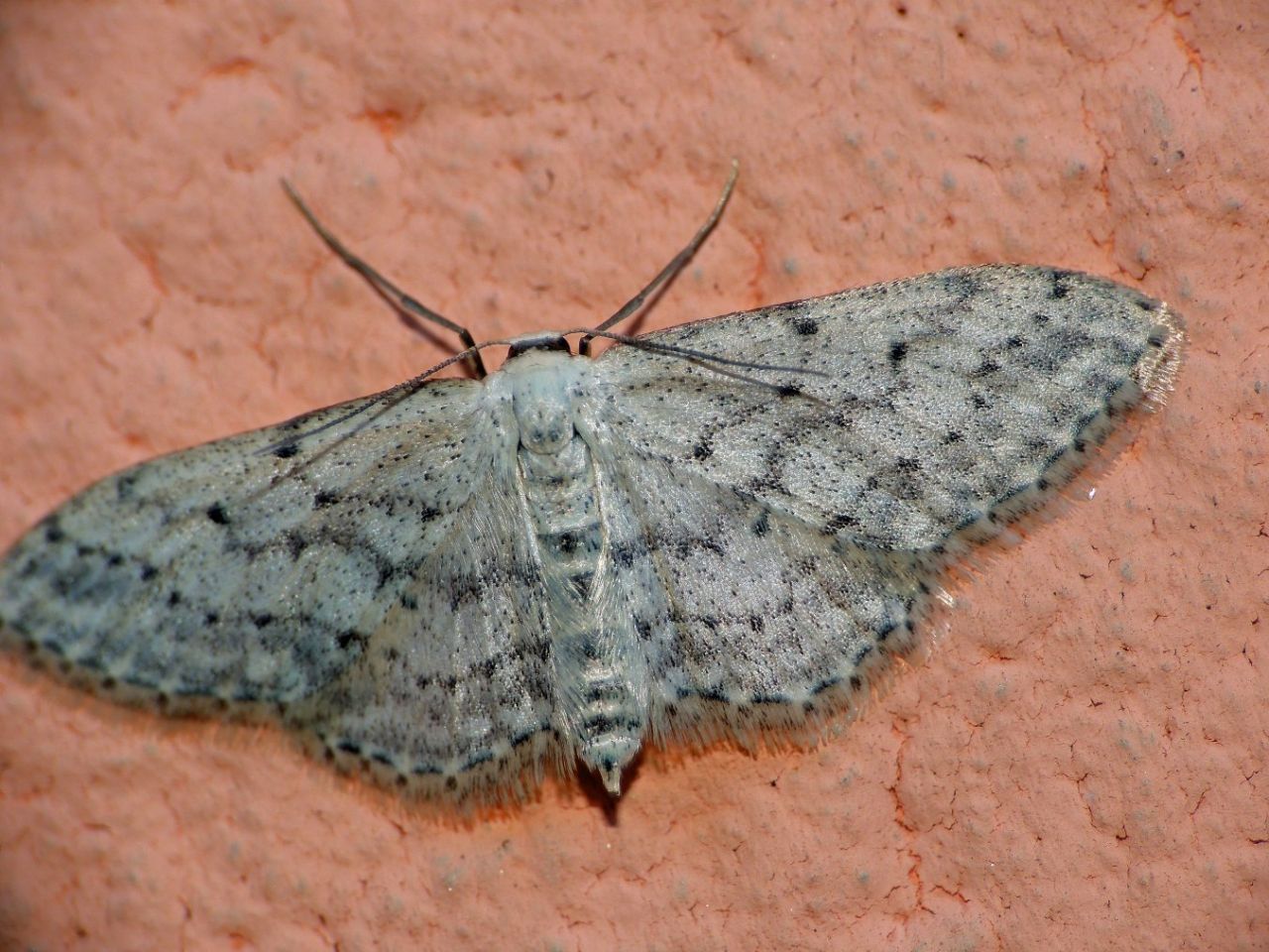 Idaea ?