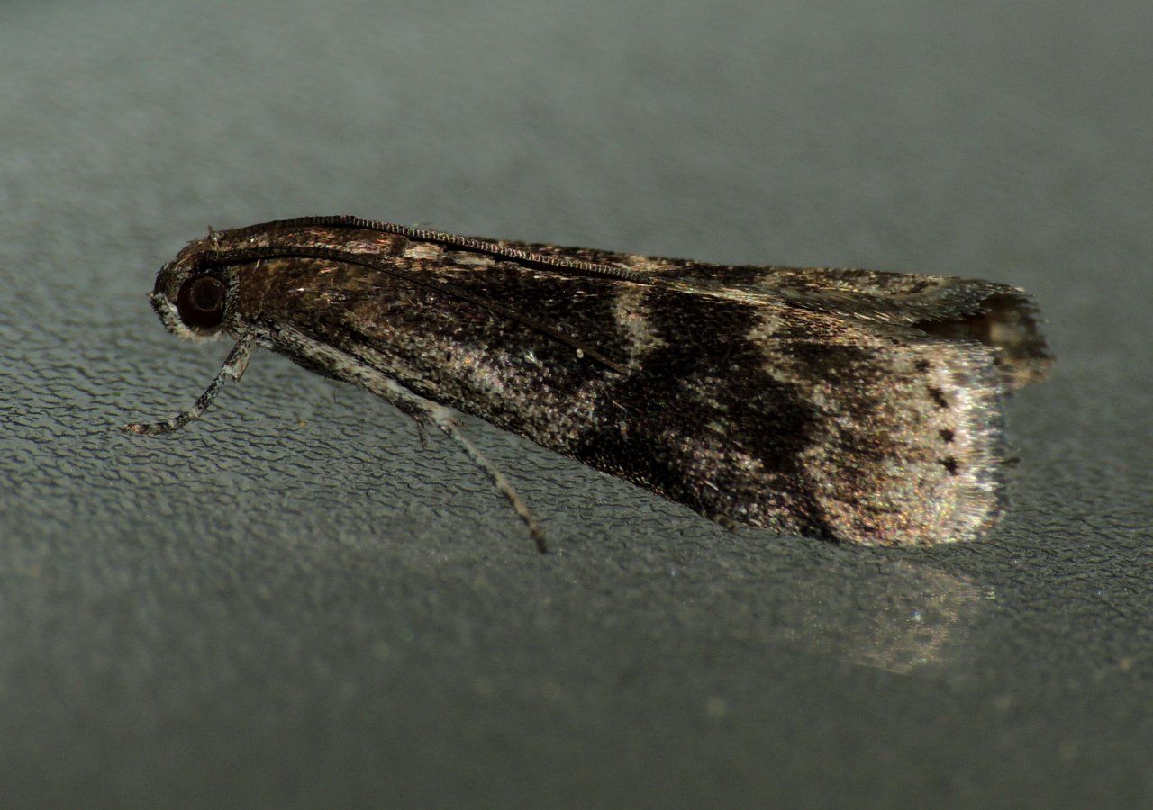 falena da identificare