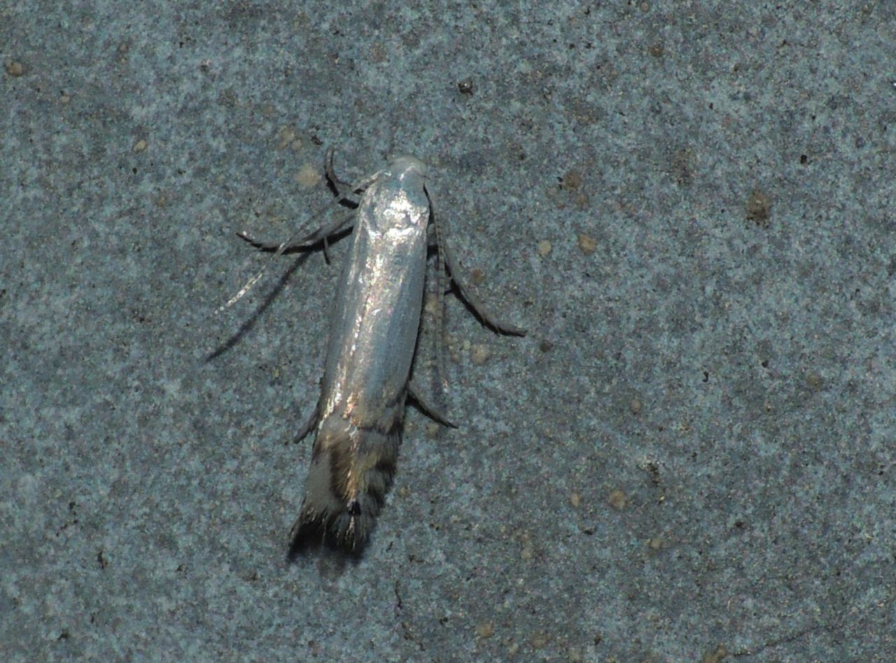 Phyllocnistis xenia -  Conferma ID